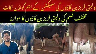 Judgement of Pure Friesian cows II Friesian cows selection tips II Dr. Muzzammil Hassan