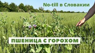 Симбиоз пшеницы с горохом | No-till в Словакии