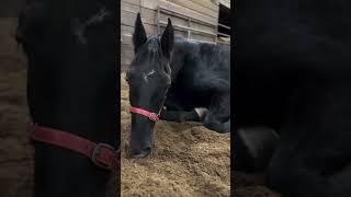 This sweet and exhausted black DHH gelding can’t keep his eyes open.