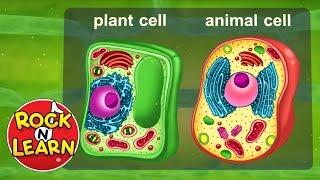 Life Science for Kids - Photosynthesis, Cells, Food Chains & More