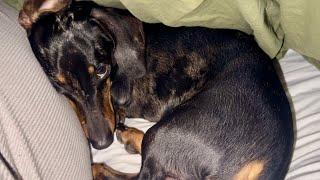 Mini Dachshund has trouble getting out of bed