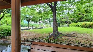 #4136 아침(883)산책 [U] 비발디 사계 구별법 △ 25/06 * 금요일, #06/20