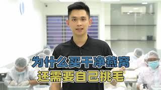 为什么买了干净的燕窝回家还需要自己挑毛？逸展燕窝带你1分钟了解