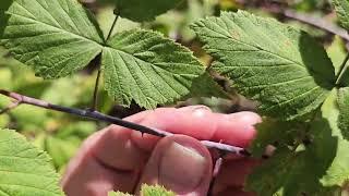 ID That Tree: Black Raspberry