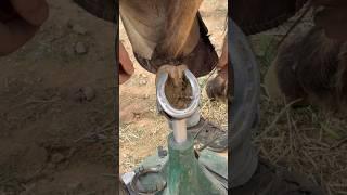 Pulling a horseshoe #asmr #hoof #satisfying #horsecare #farrier #oddlysatisfying