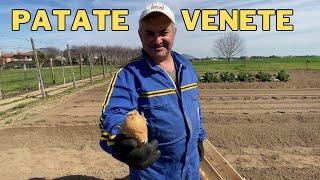 Semino le PATATE VENETE in ORTO – PARTE 2