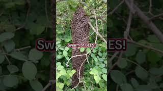 Our bees decided to hang out in our garden! #swarmofbees #beekeeper