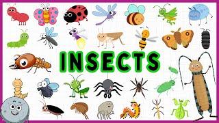 30 Fascinating Insects for Kids - Learn Bugs for Kids