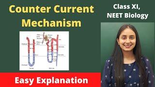 Counter Current Mechanism | Human Physiology | Class XI | NEET