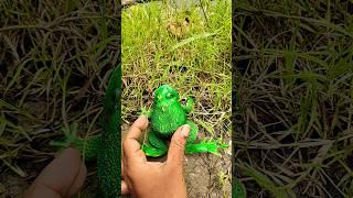 Funny frogs Catching | Wep wep catching frogs funny|boingcatch frogs make you laugh#shorts#p1726