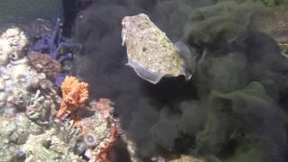 Cuttlefish releasing ink