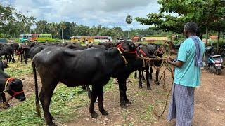 കച്ചവടക്കാർ പോത്തിനെ എടുക്കുന്നത് ഇങ്ങനെയാണ്