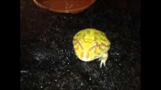 Horned Frog - Ceratophrys cranwelli (Citrus-Albino) after a big fish meal ;)