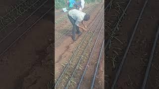 How to plant onions on Drip Irrigation #farming #onioncultivation