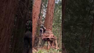 Navigating second growth redwood growing out of old growth stumps. #timberfaller #redwoods #logging