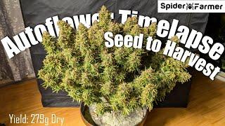 Timelapse - Seed to Harvest 279g Dry -Amnesia Haze Autoflower- Spiderfarmer SF4000