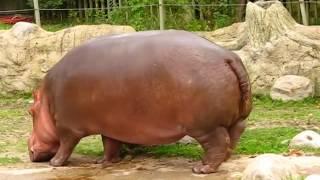 Hippo gets explosive diarrhea sounds like a chainsaw