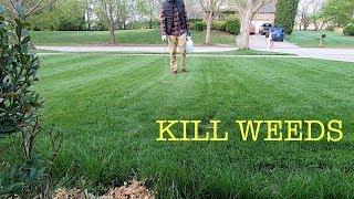 How to spray weeds in the lawn