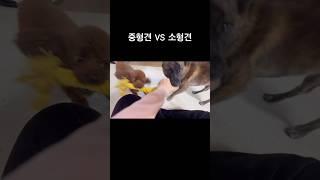 중형견(진도믹스) VS 소형견(푸들) #진도믹스견 #jindodog #반려견 #푸들