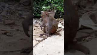 Full masti monkey videos #shorts #youtubeshorts #trending #trendingshorts #viralvideo #ytshorts