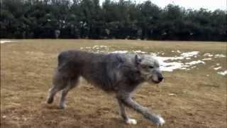 Dog Breeds - Irish Wolfhound. Dogs 101 Animal Planet