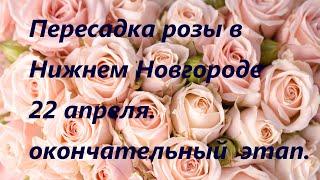 ПЕРЕСАДКА РОЗЫ в НИЖНЕМ НОВГОРОДЕ 22 АПРЕЛЯ 2023 ГОДА.