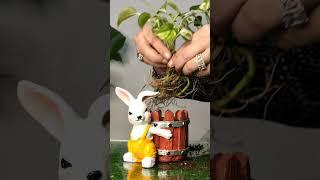 How to make a Trending Rabbit Basket Pot with marble Money plant #youtubeshorts #trending #reels