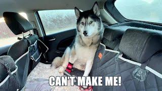 Giant Husky Refuses To Get Out Of Car!