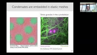 David Zwicker: Physics of Phase Separation Inside Biological Cells