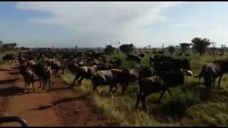 Wildebeest herds on the Togoro Plains - Ranger Safaris - Part 3.