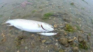 Fishing for Chinese wobblers. Handsome from the company BEARKING.