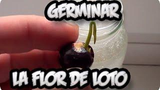 Como Sembrar O Germinar La Flor De Loto || La Huertina De Toni