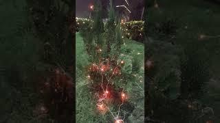 Diwali Natural Tree Decoration With Light #sorts #treelight