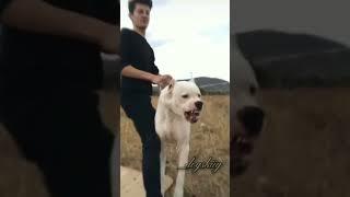 Aggressive Dogo argentino dog transformation  #shorts #jaishreeram  (2m+)