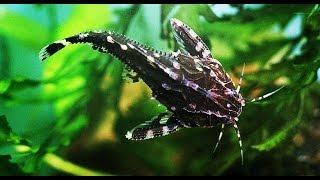 Doradidae breeding results HD/ Броняковые сомы - HD