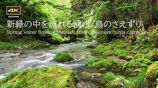 Spring water flowing through fresh greenery / Birds chirping / Enbara River