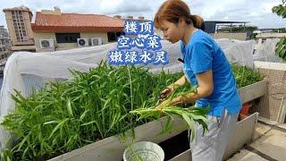 三妹家楼顶菜园，夏天空心菜长得嫩绿，是如何做到的？