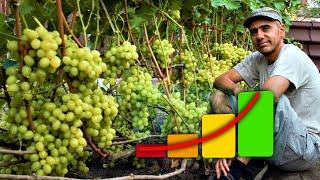 How to increase the yield of grapes