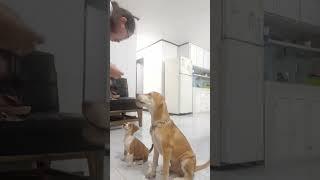 mga asong masunurin #viral #puppylove #puppies #puppieshorts