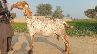 gabban bakriyan Ajmal goat farm Hasilpur 03086171529