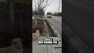 강아지가 매일 도로에서 기다리는 이유 The reason why dogs wait every day