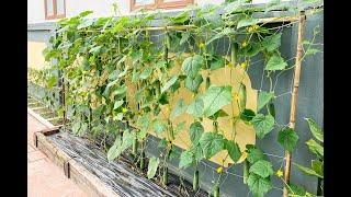 growing cucumbers at home