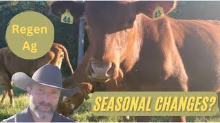 How to Navigate Seasonal Changes with a Beef Herd Regeneratively