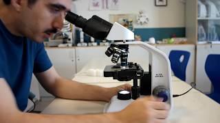 How to use a light microscope; Basic Guidelines