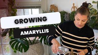  Taking Amaryllis out of Dormancy 