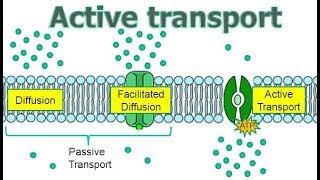 Active Transport