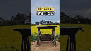 한적하고 화려하고 아름다운 유채꽃밭 부안 수성당 만개 상황수 #전북특별자치도 #전북특별자치도문화관광재단 #전북한달여행하기 #전북여행 #부안 #부안여행 #수성당 #적벽강