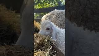 Bella Angora geitjes