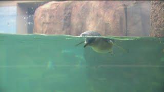 New 'Little Blue Penguins Exhibit' opens at the Birch Aquarium