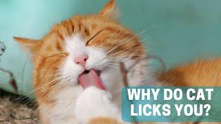 What Does It Mean When a Cat Licks You?